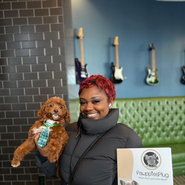 BENNY (Red AKC Mini Poodle)