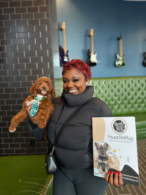 BENNY (Red AKC Mini Poodle)