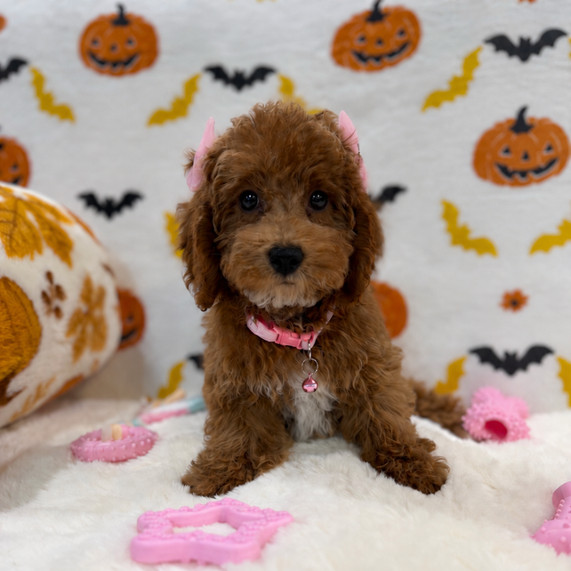 BRUNA (Mini Poodle)
