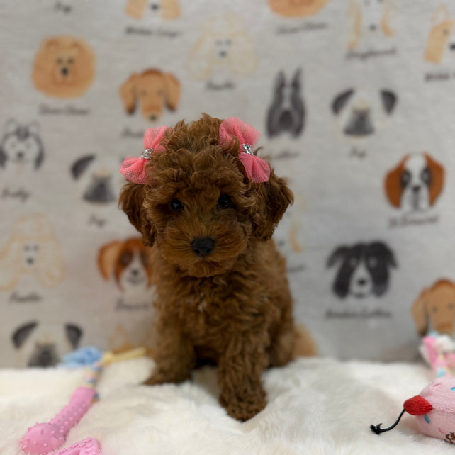 TINA (Red AKC Toy Poodle)