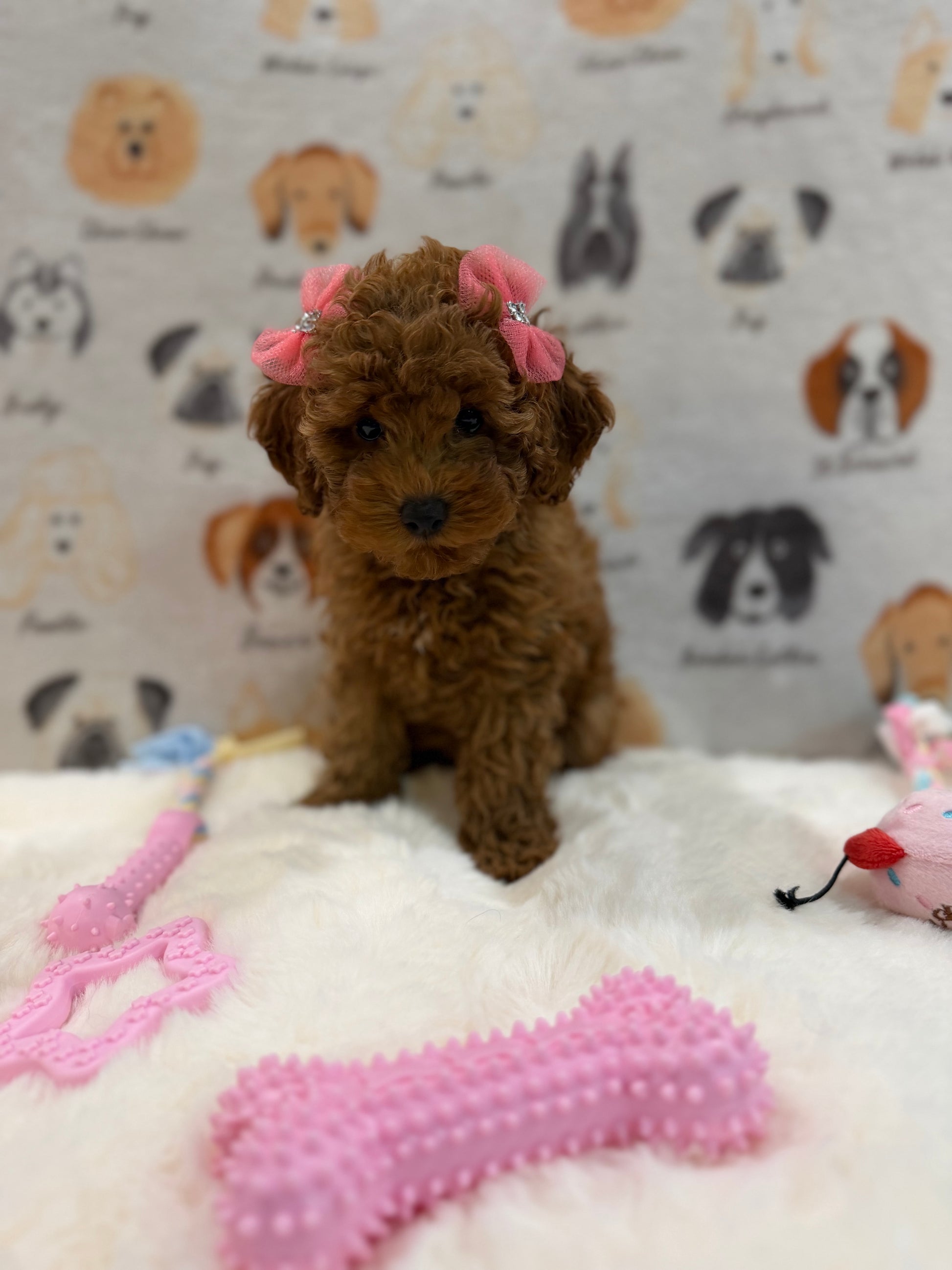 TINA (Red AKC Toy Poodle)