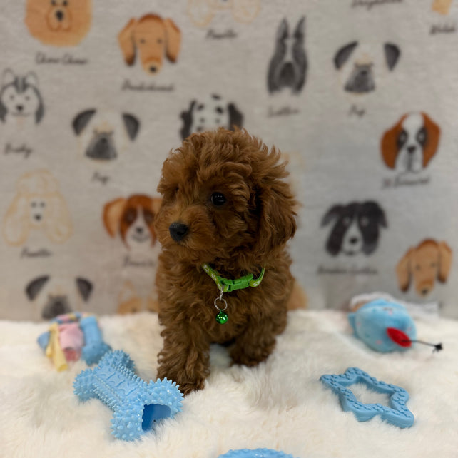 BUDDY (AKC Toy Poodle)
