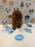 BUDDY (AKC Toy Poodle)