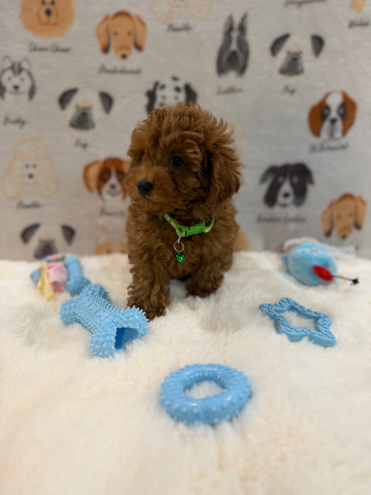 BUDDY (AKC Toy Poodle)