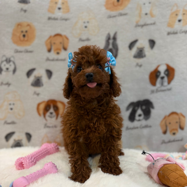 JESSY (Red AKC Toy Poodle)