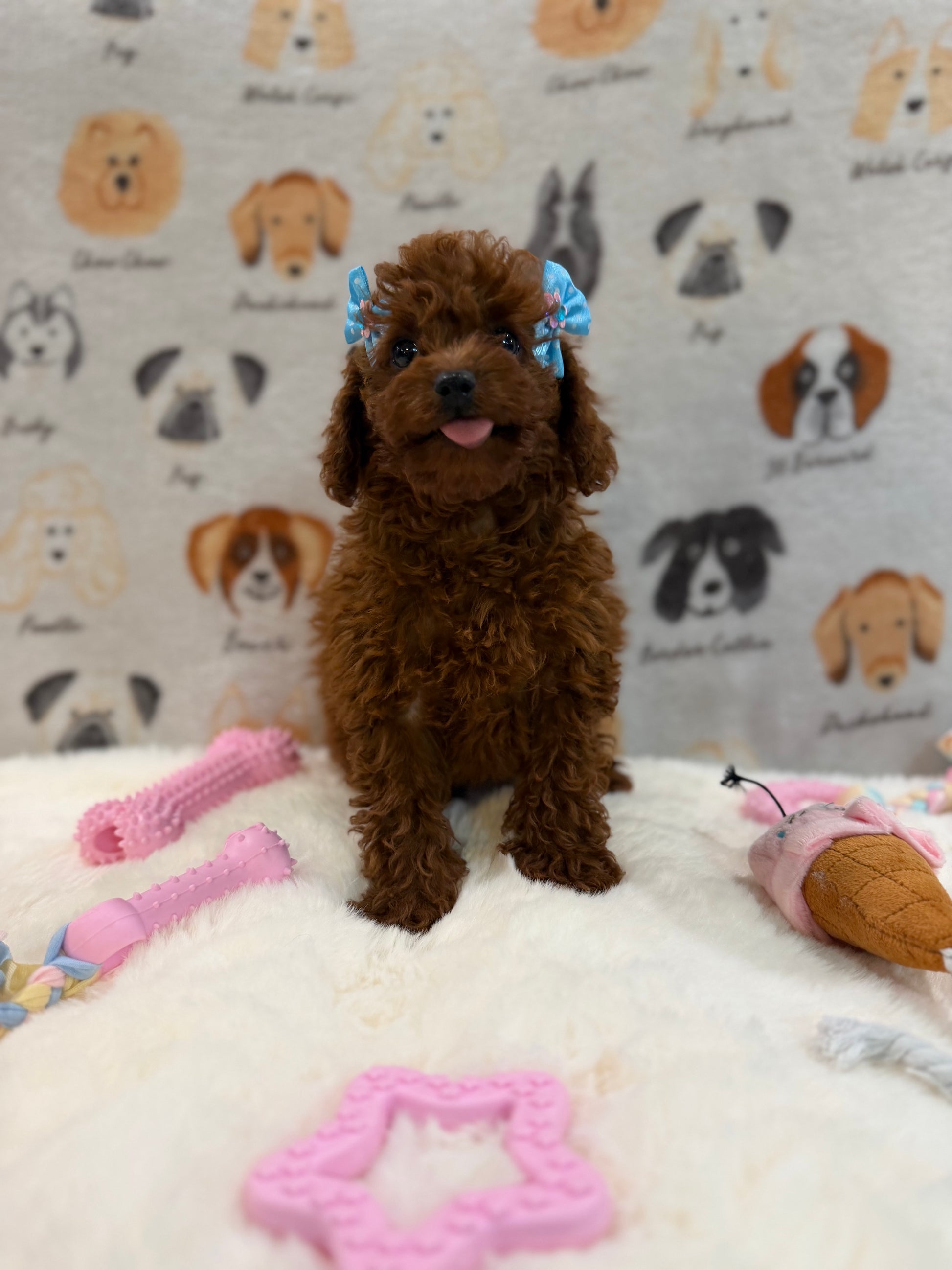 JESSY (Red AKC Toy Poodle)