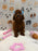 JESSY (Red AKC Toy Poodle)