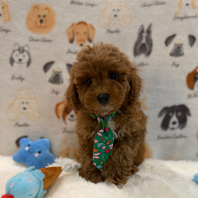 BEAR (AKC Mini Poodle)