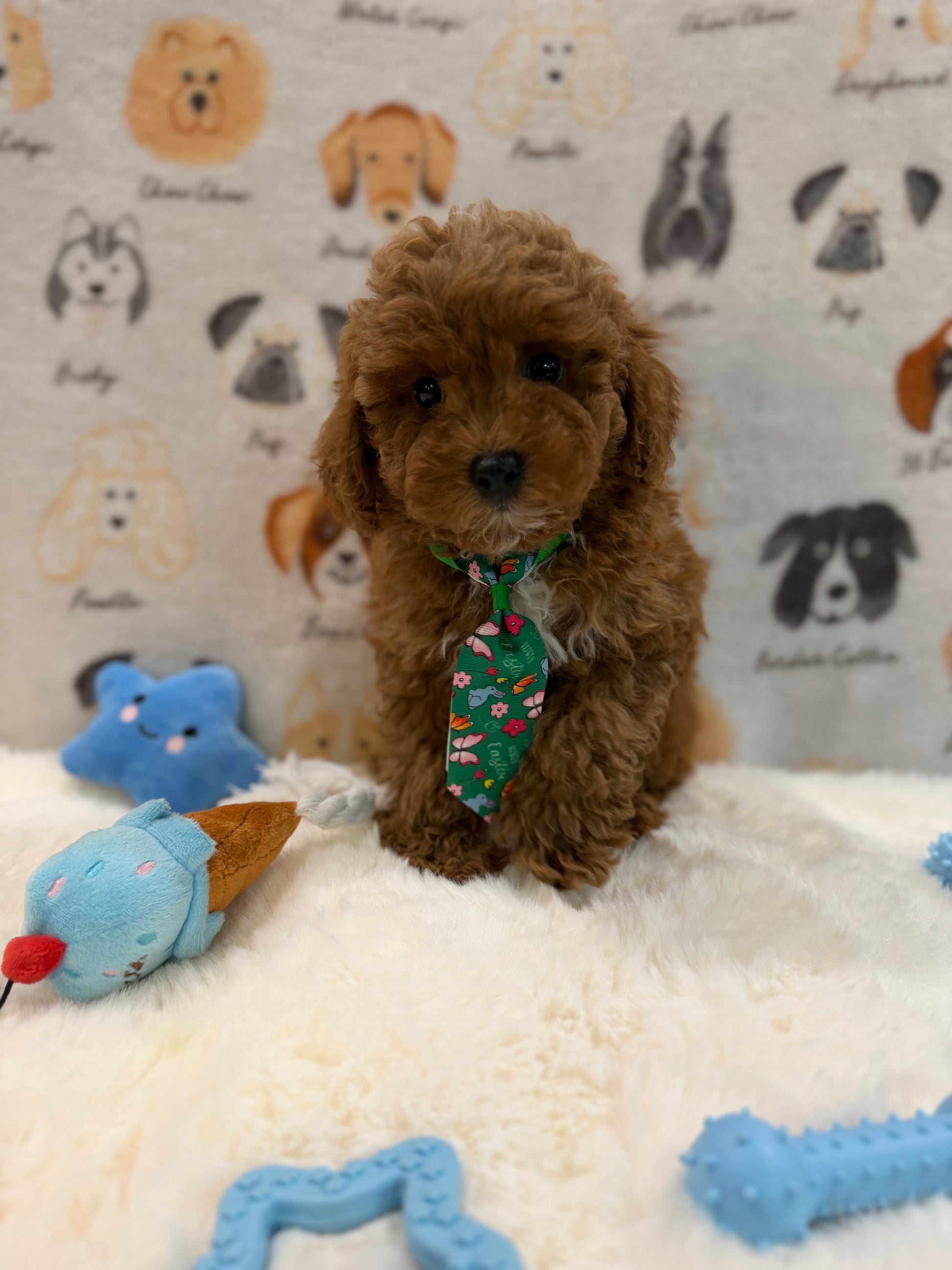 BEAR (AKC Mini Poodle)