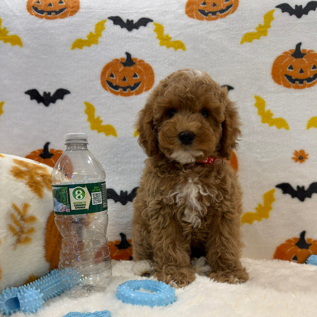 BRIAN (AKC Mini Poodle)