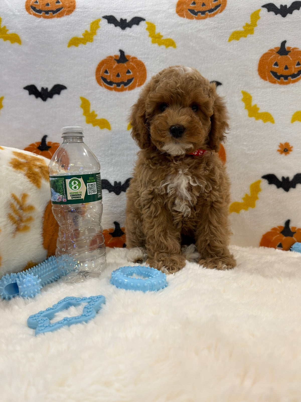 BRIAN (AKC Mini Poodle)