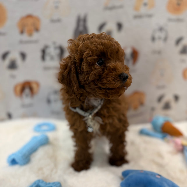 TITO (Red AKC Toy Poodle)