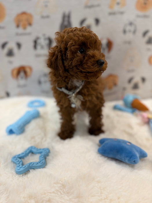 TITO (Red AKC Toy Poodle)