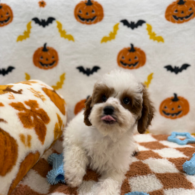 BENNY (Mini Poodle)