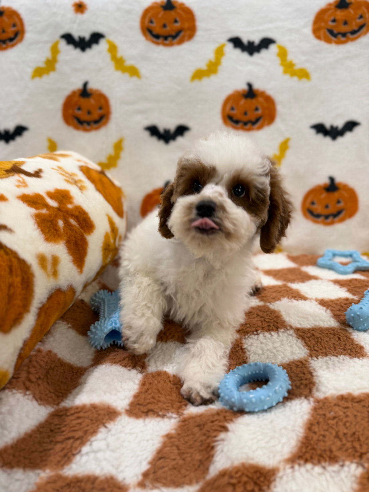 BENNY (Mini Poodle)