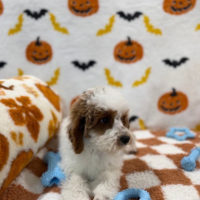 BENNY (Mini Poodle)