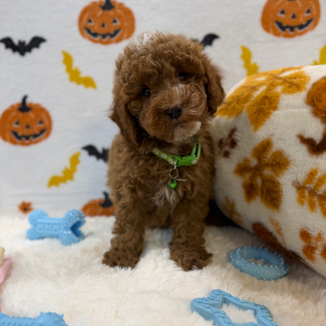 BAXTER (AKC Mini Poodle)