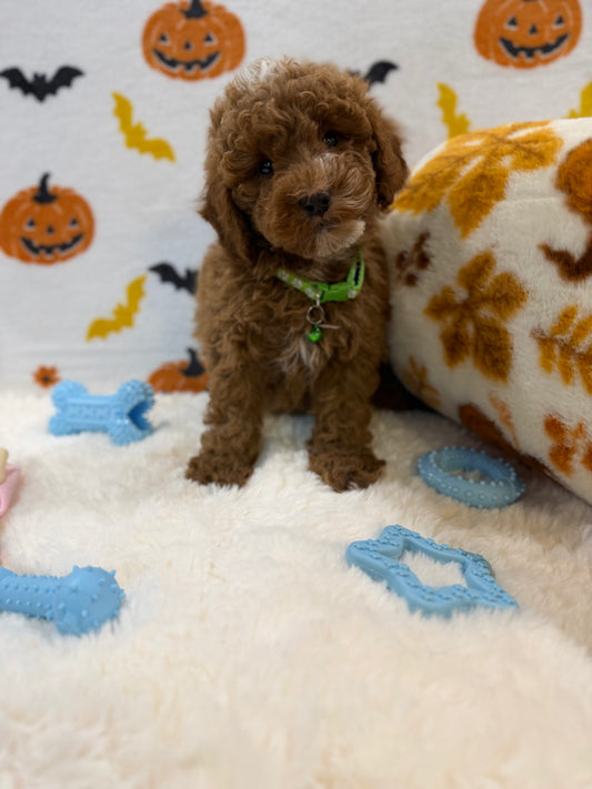 BAXTER (AKC Mini Poodle)