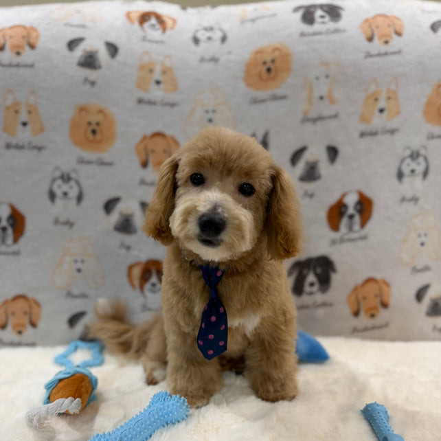 MILO (Bichon-Poodle)