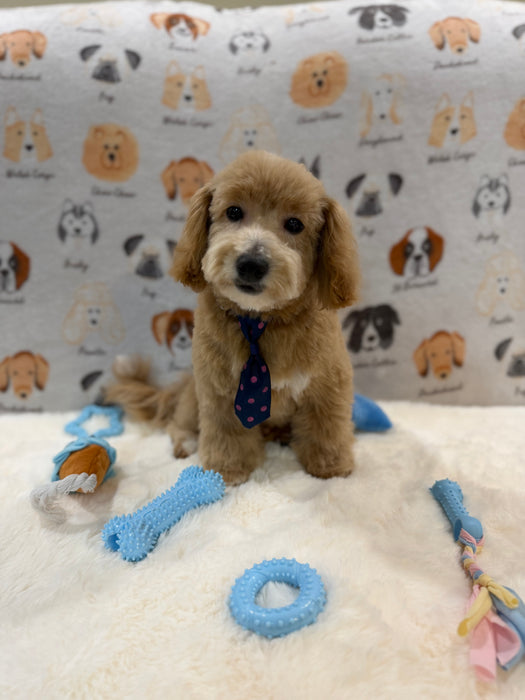 MILO (Bichon-Poodle)
