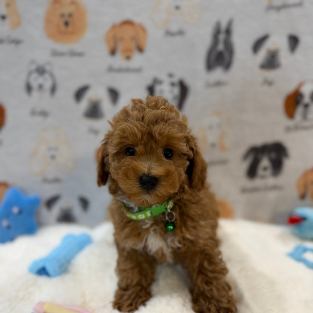 BRUNO (AKC Mini Poodle)