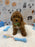 BRUNO (AKC Mini Poodle)