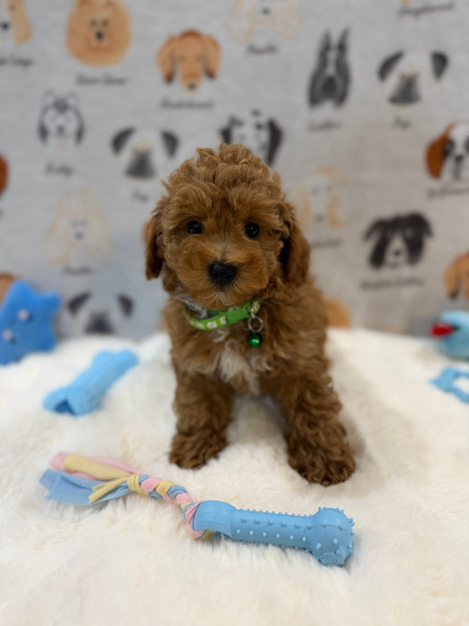 BRUNO (AKC Mini Poodle)