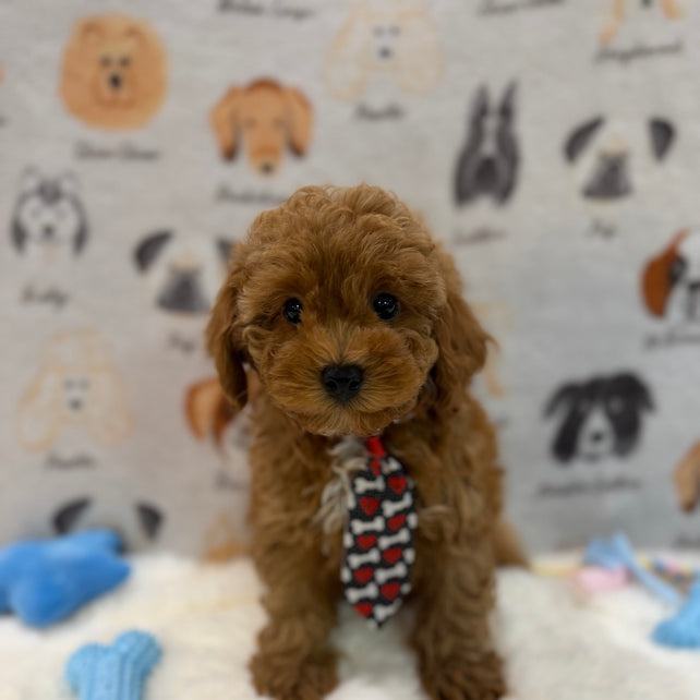 BINGO (AKC Mini Poodle)
