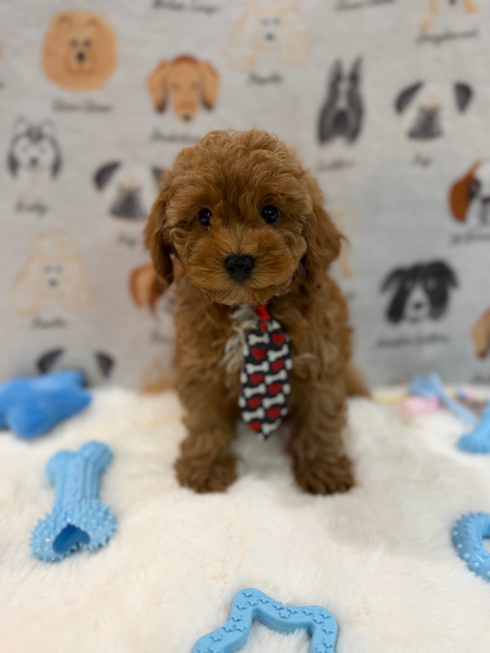 BINGO (AKC Mini Poodle)