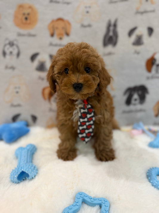 BINGO (AKC Mini Poodle)