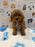 BINGO (AKC Mini Poodle)