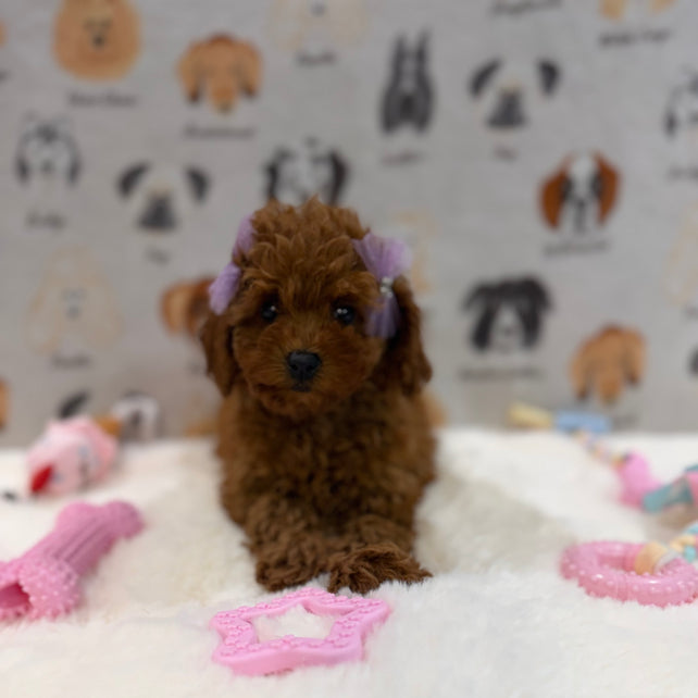 JINA (Red AKC Toy Poodle)