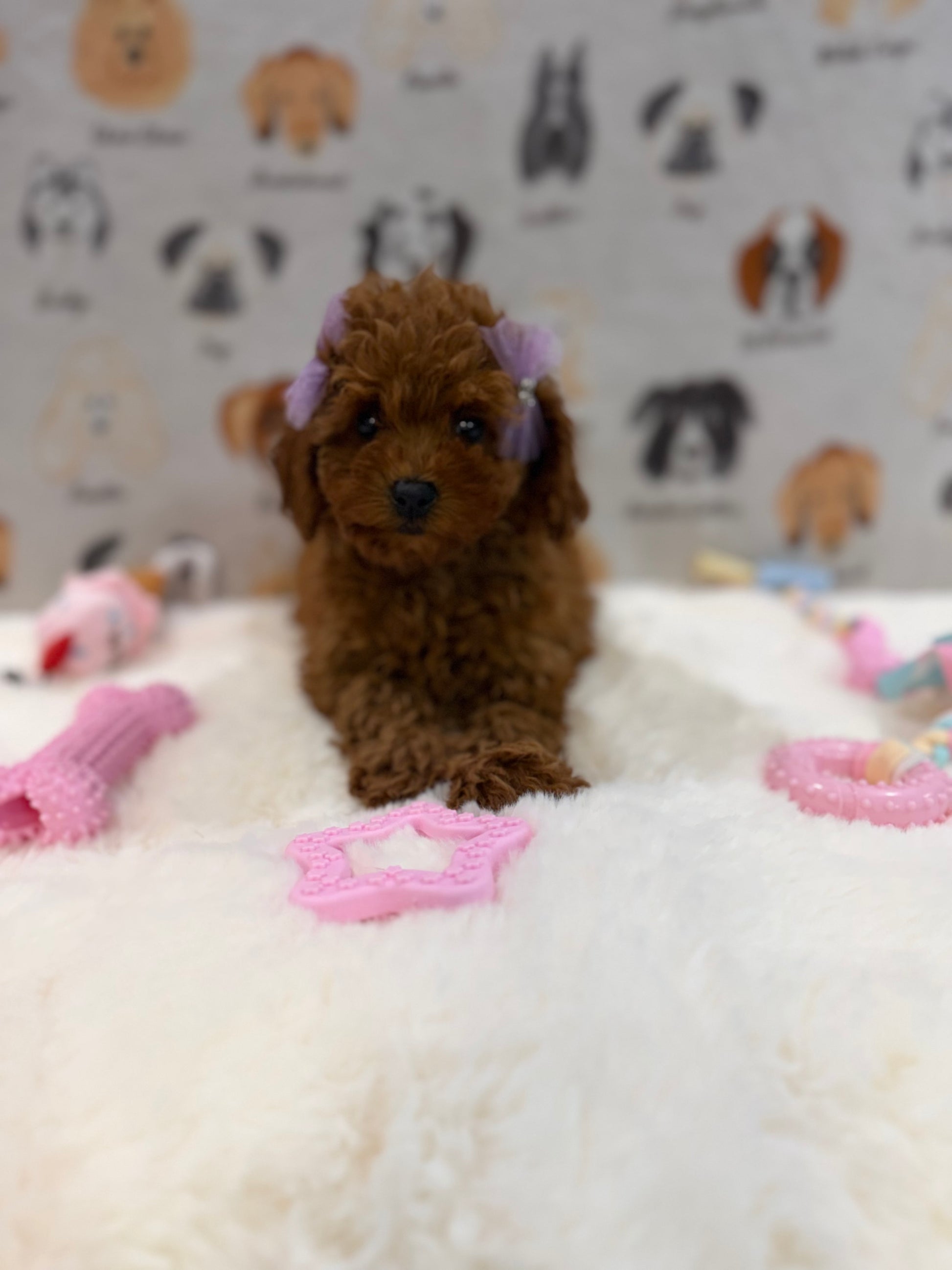 JINA (Red AKC Toy Poodle)
