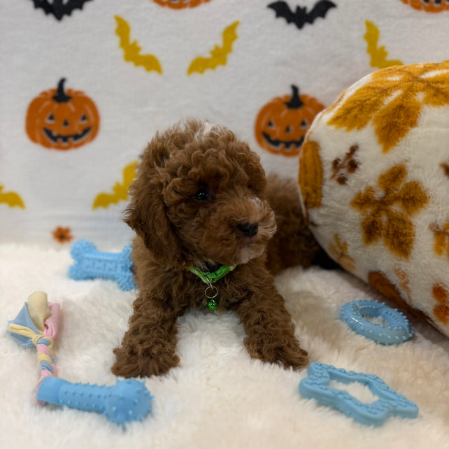 BAXTER (AKC Mini Poodle)