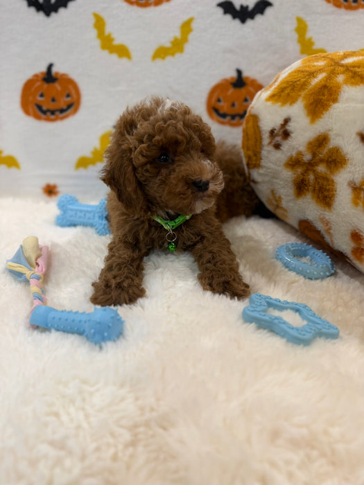 BAXTER (AKC Mini Poodle)