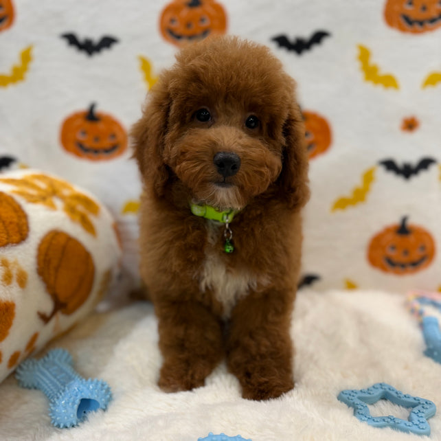 LINO (ACA Mini Poodle)