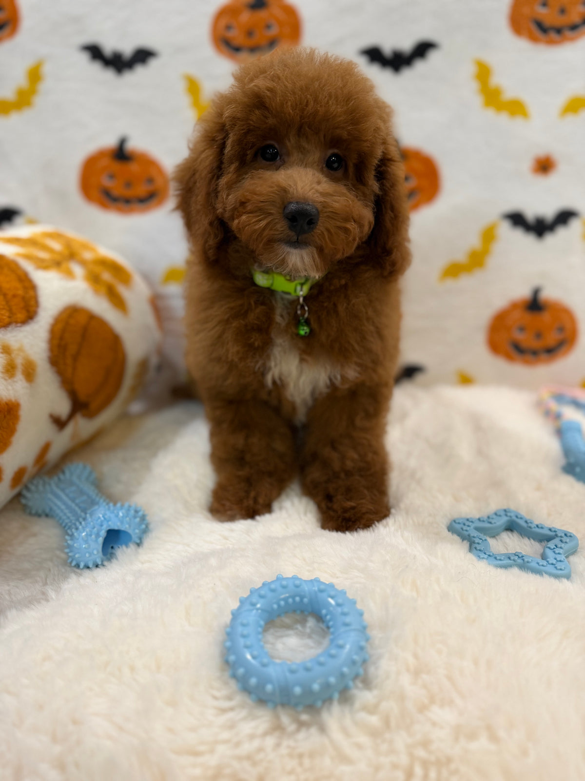 LINO (ACA Mini Poodle)