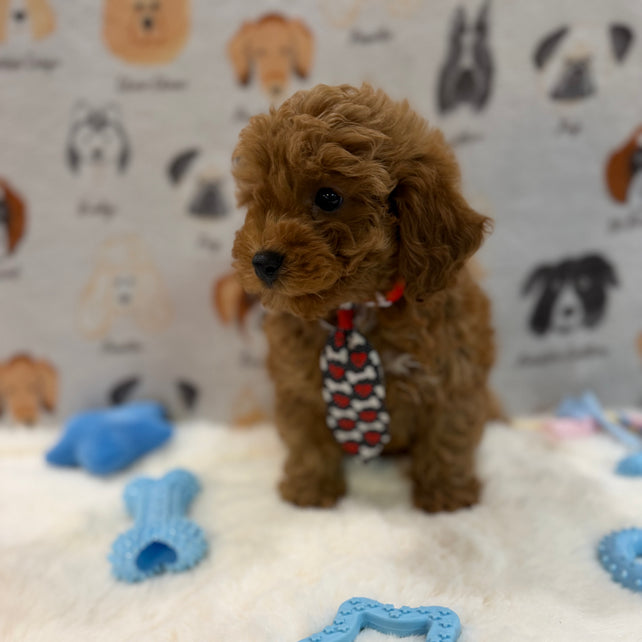 BINGO (AKC Mini Poodle)