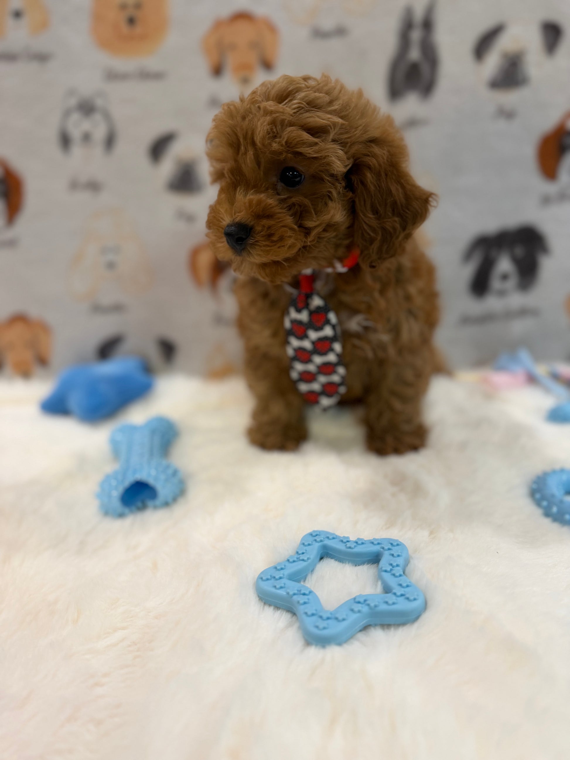 BINGO (AKC Mini Poodle)