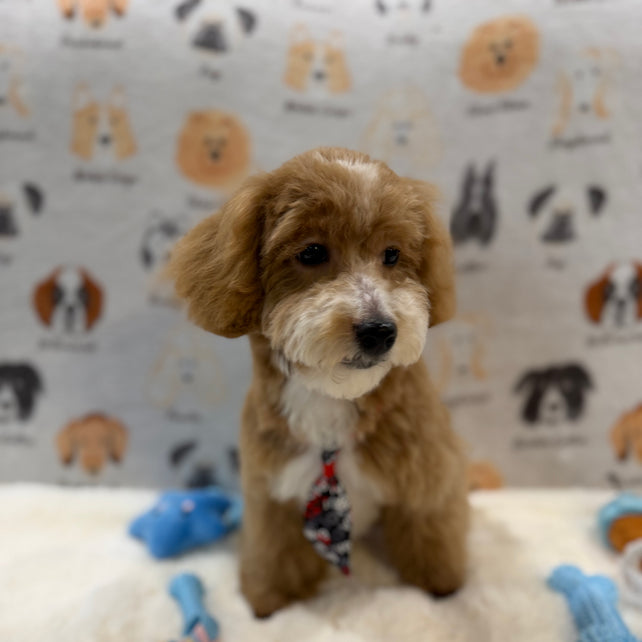 KITH (Maltese-Poodle)