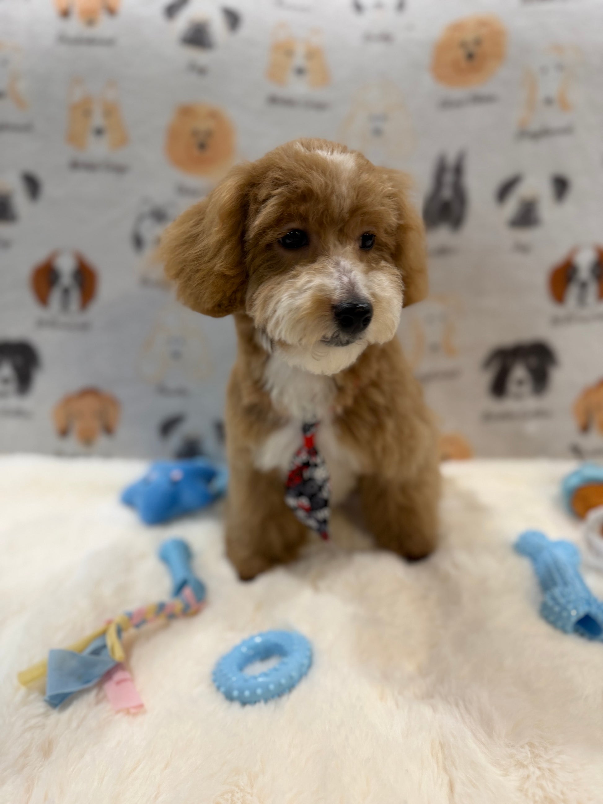 KITH (Maltese-Poodle)