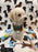 RONNY (Bichon Poodle)