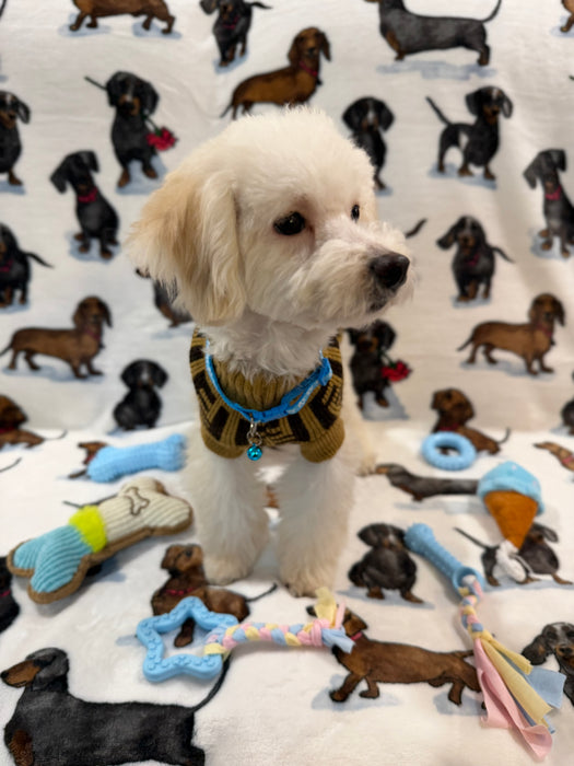 RONNY (Bichon Poodle)