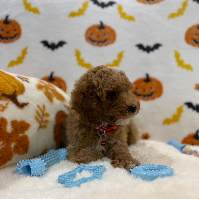 BRIAN (AKC Mini Poodle)