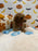 BRIAN (AKC Mini Poodle)