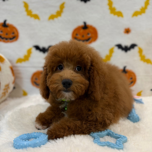 LINO (ACA Mini Poodle)