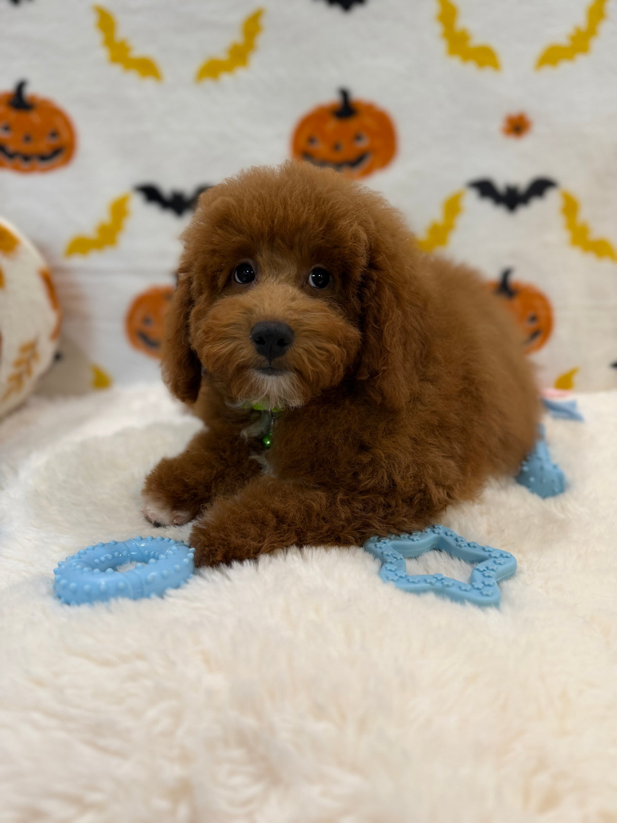LINO (ACA Mini Poodle)