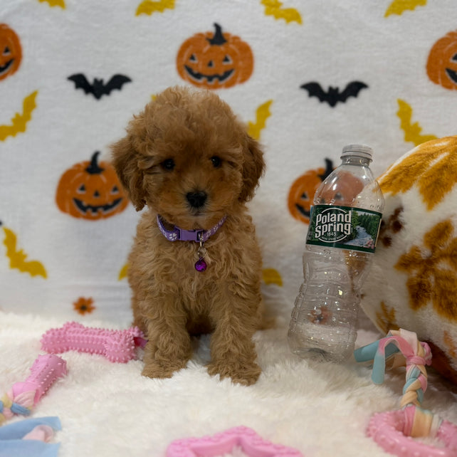 BAILEY (AKC Toy Poodle)