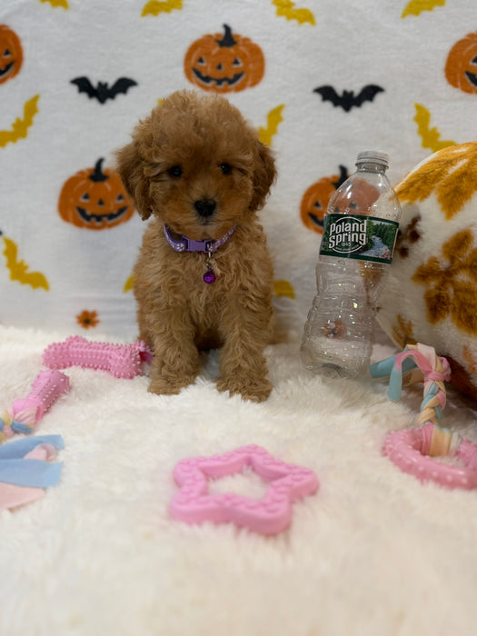 BAILEY (AKC Toy Poodle)