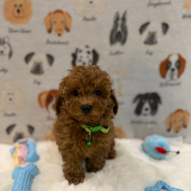 BUDDY (AKC Toy Poodle)